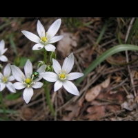 Crocus (2)